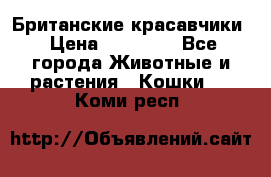 Британские красавчики › Цена ­ 35 000 - Все города Животные и растения » Кошки   . Коми респ.